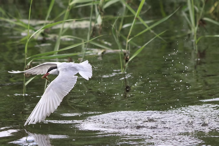 Tern