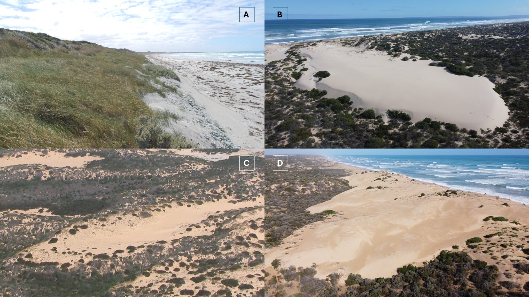 How do dune systems change over time? | CLLMM Research Centre