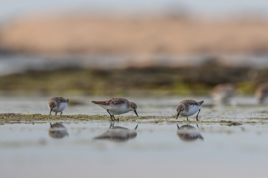 New insights into waterbird health and survival | CLLMM Research Centre
